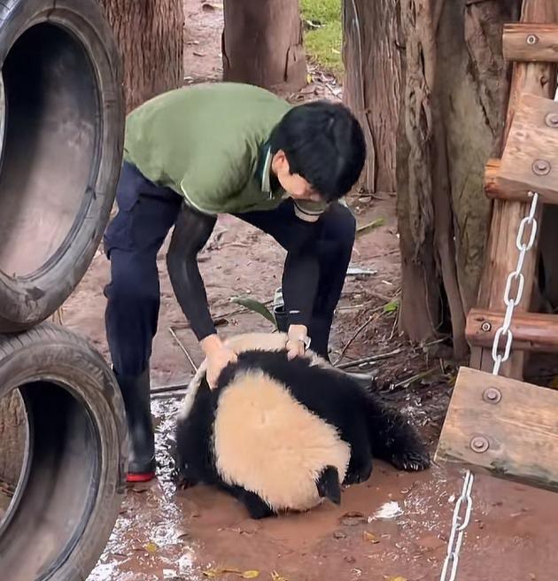 小月亮又犟又可爱，它坐在地上的一滩泥水里玩，本来脸上都没有沾泥水，苗苗奶爸来抱它