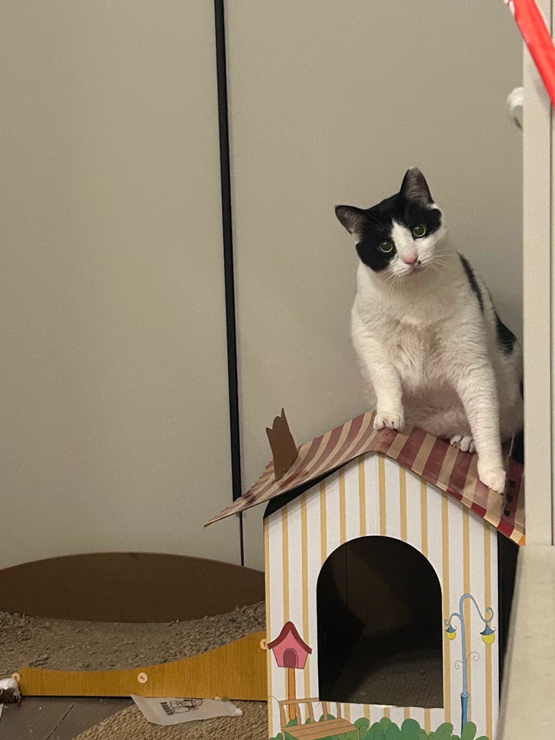 不好意思，房子我也压塌了内。daily奶牛猫 （投稿：） 
