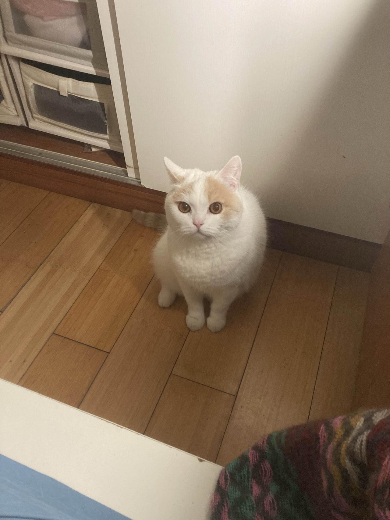 汽车工业重要基地的领导人，德国下萨克森州州长奥拉夫·利斯访问了上海和合肥后，在北