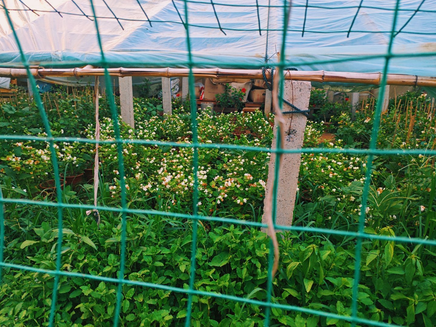 让我发现了一个花圃，里面全是茉莉花。[捂嘴哭][捂嘴哭][捂嘴哭] ​​​