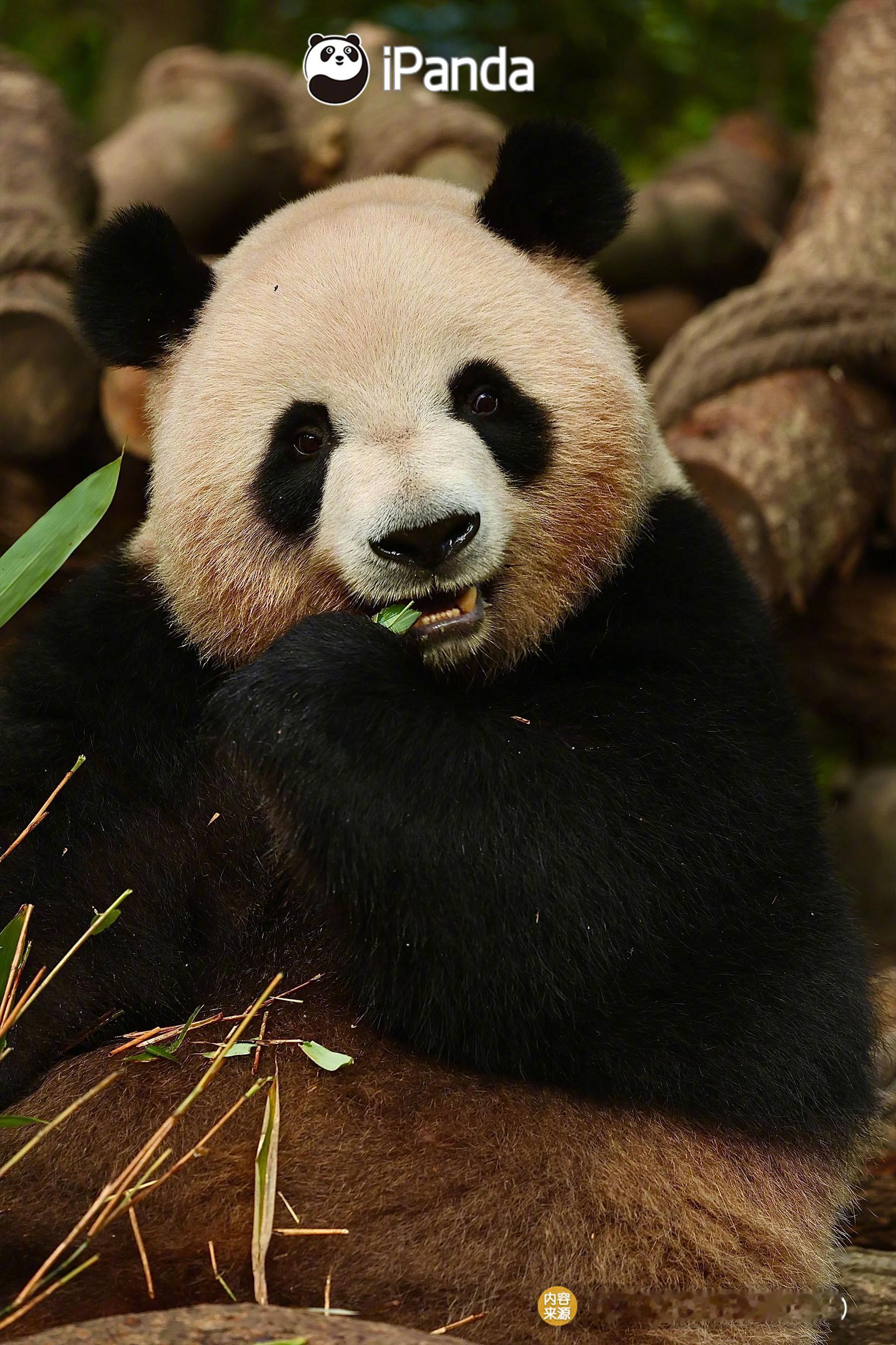 不准说我脸大，我这叫宽容～(๑˃̵ᴗ˂̵)大熊猫梅兰 熊猫趣图 （图片来源：Pa