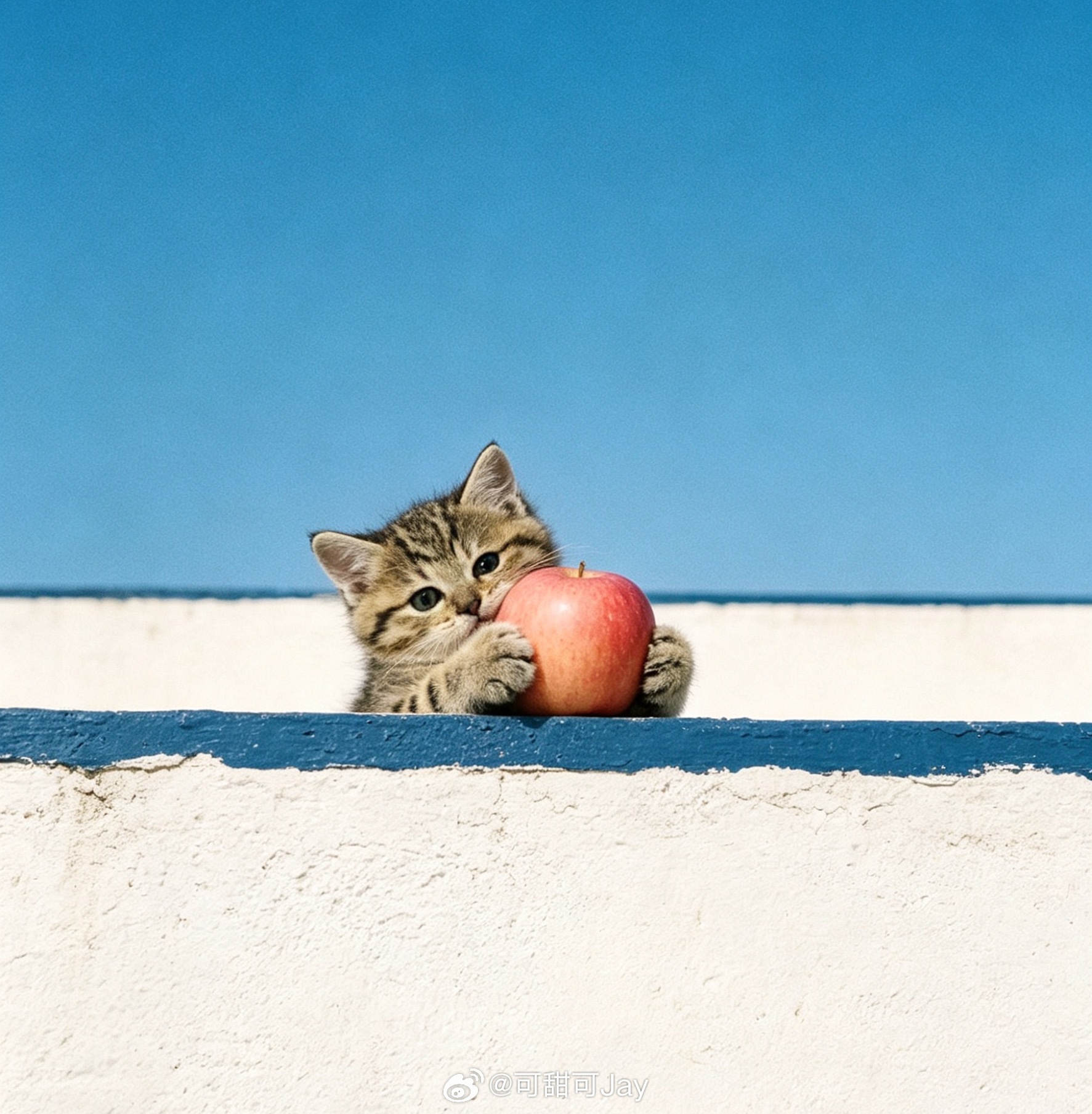 猫咪 这是我的小猫咪～🐱 