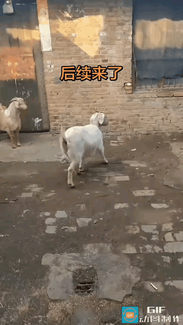 谁能想到！家里养的普通小羊，直接解锁飞檐走壁技能，把主人都看懵了😂
广东这位大