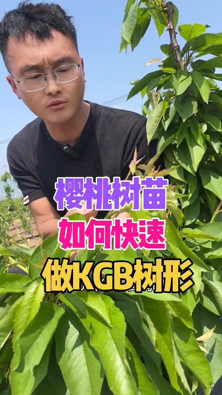 樱桃树苗如何快速做KDB树形？
·第一点，定杆高度基本上在40公分左右。
·第二