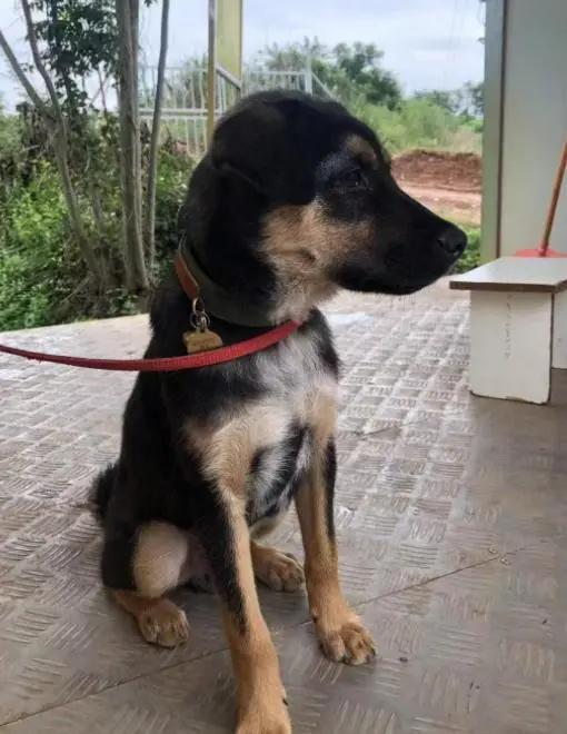 泪目！11个月搜救犬“黑崽”惨遭杀害，曾救过人的英雄，却没躲过偷狗贼的毒手
 