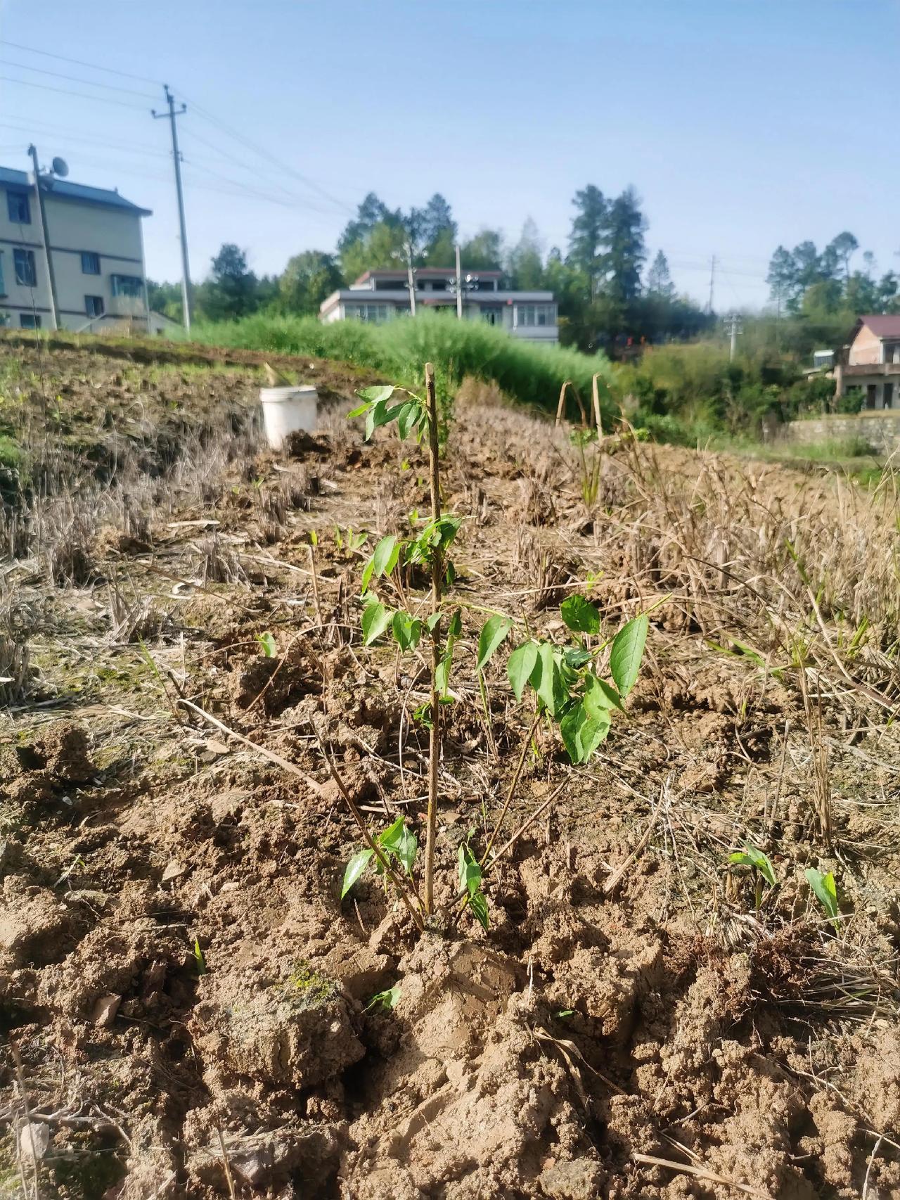 作为一个农民家庭走出去的人，对土地感情是与生俱来，舍不得土地荒废，我们兄弟几个买