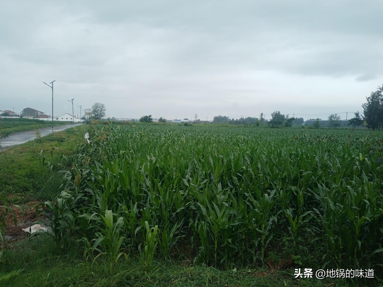 不怕六月初一雨绵绵，就怕初三晚上连
六月初三下雨有讲究
上下天要干
下下雨要连