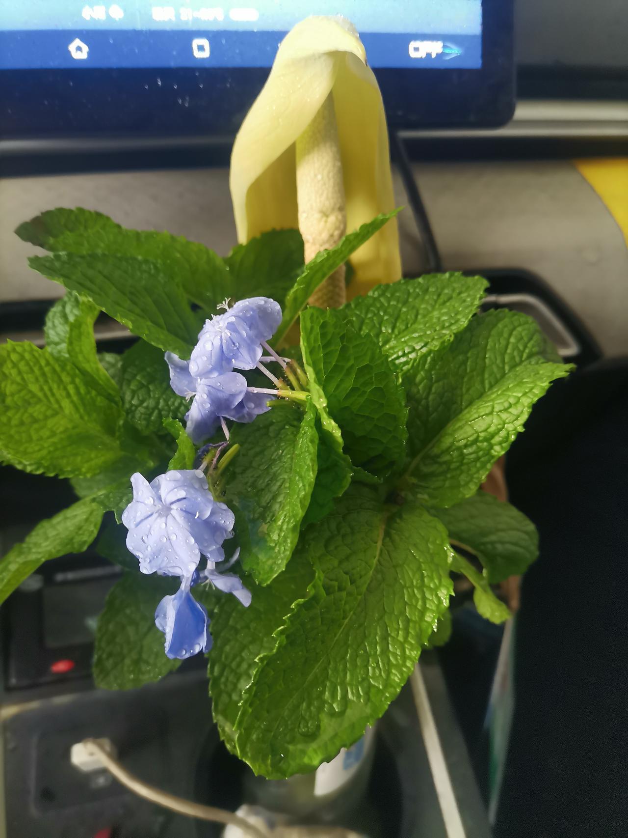 薄荷绿植真是居家必备的小可爱。我家里就养了一盆，那清新的薄荷香气，就像把大自然装