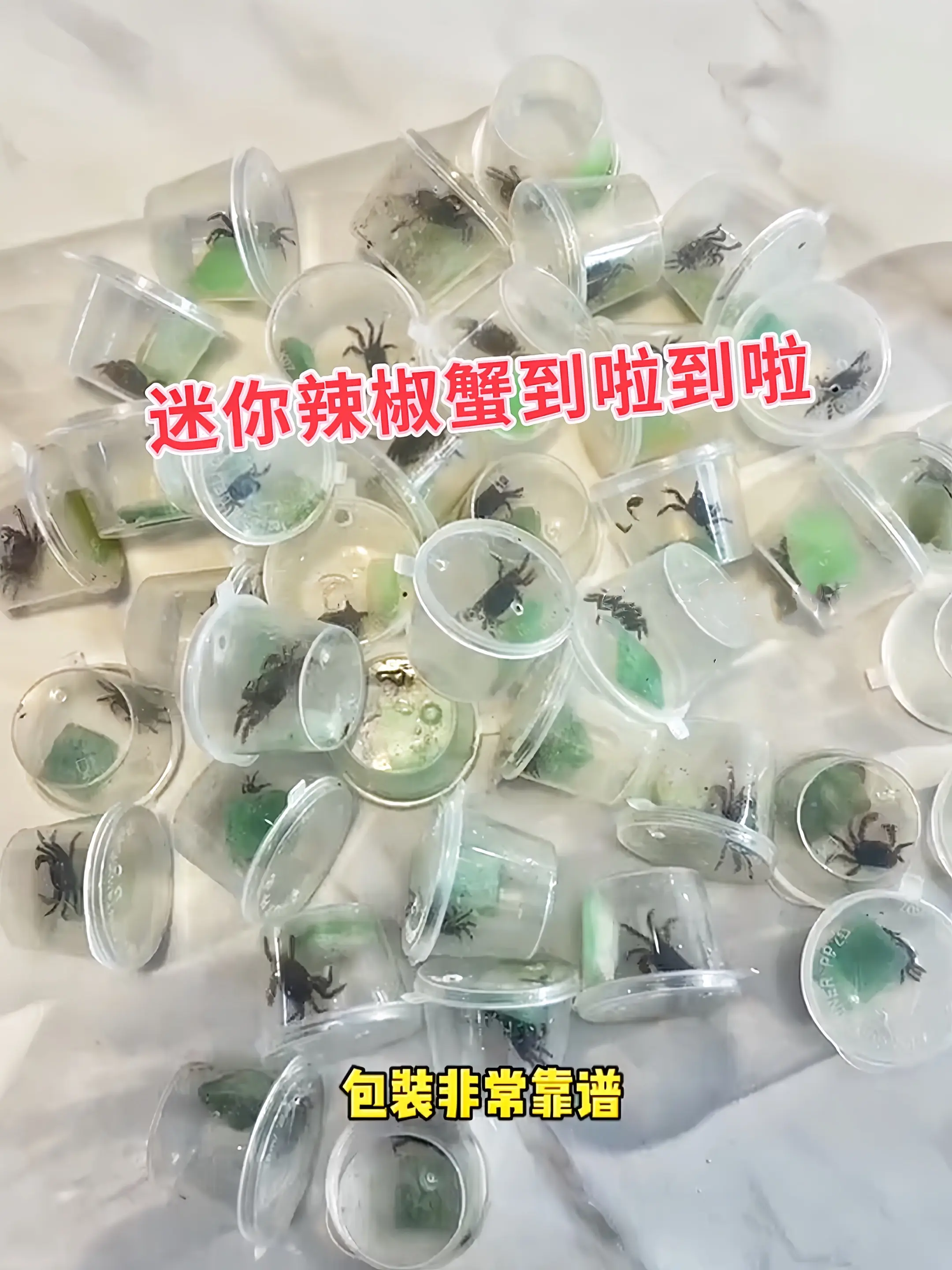 迷你辣椒蟹，小身躯大魅力。1. 颜值担当：小巧玲珑，外壳鲜艳似辣椒 ...