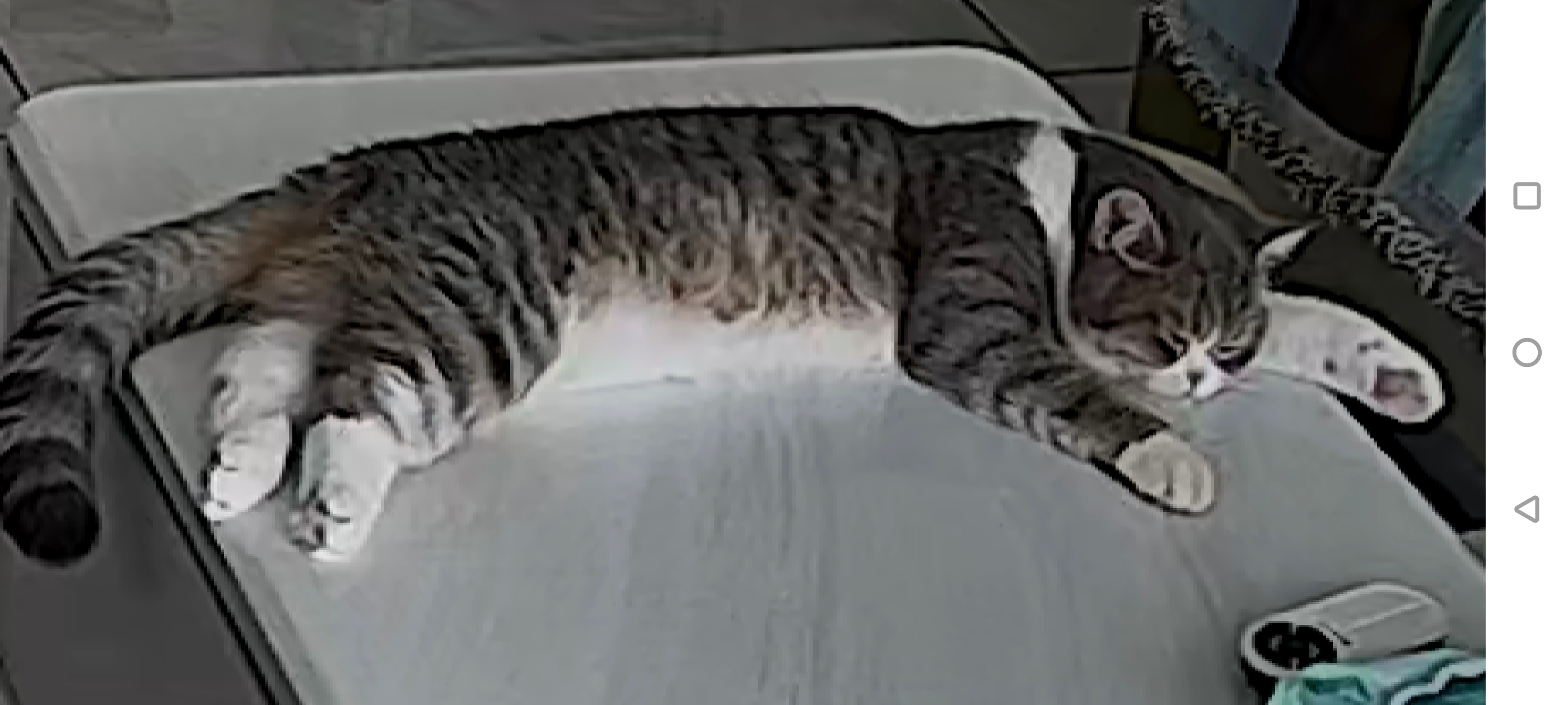 猪猪 