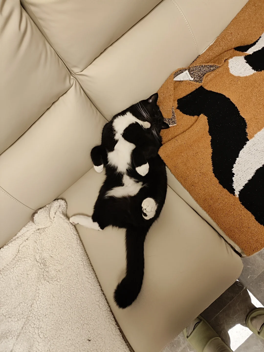 这种配色的猫都喜欢随地大小躺吗