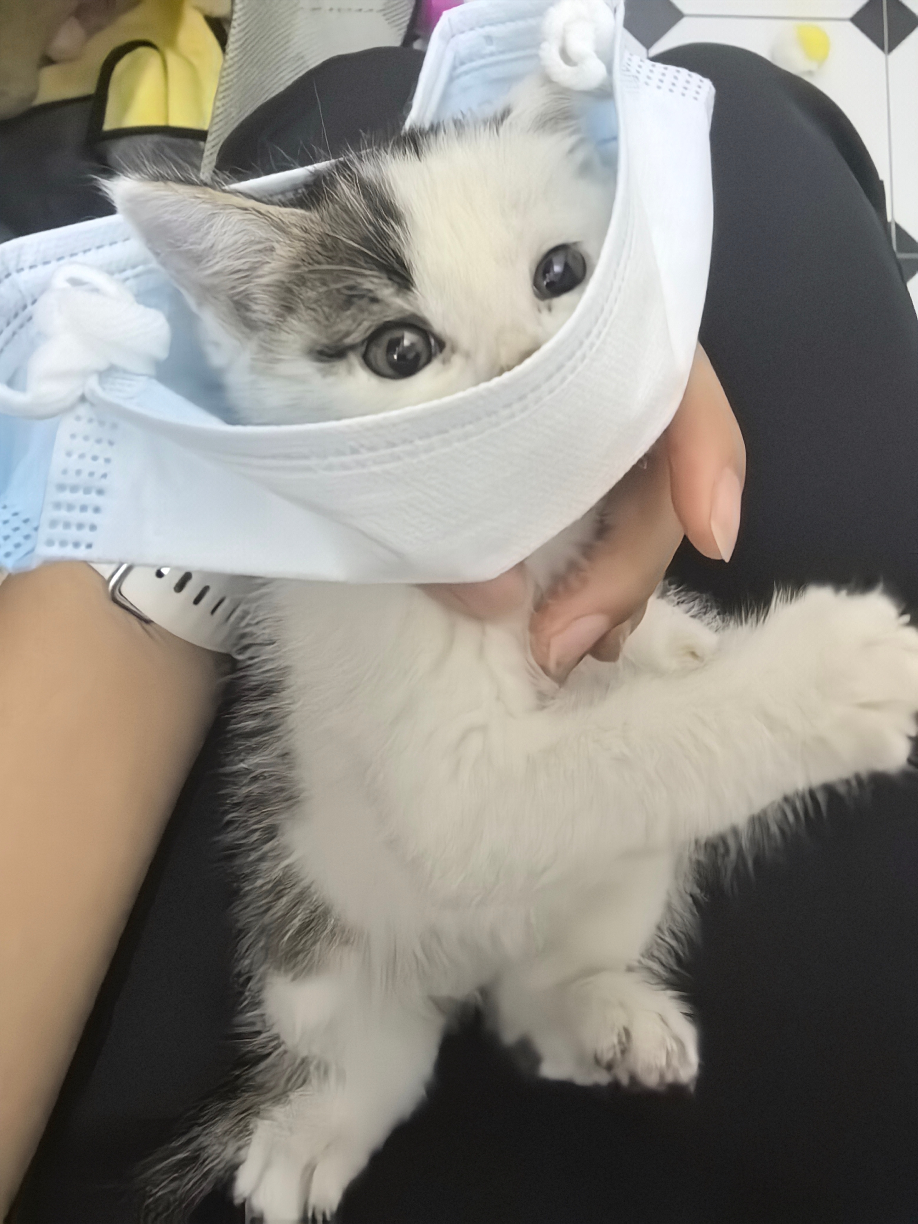 太小了，睡醒就爱哇哇叫，元宝这样好脾气的猫都被他吵得哈气了两次，希望慢慢能好点