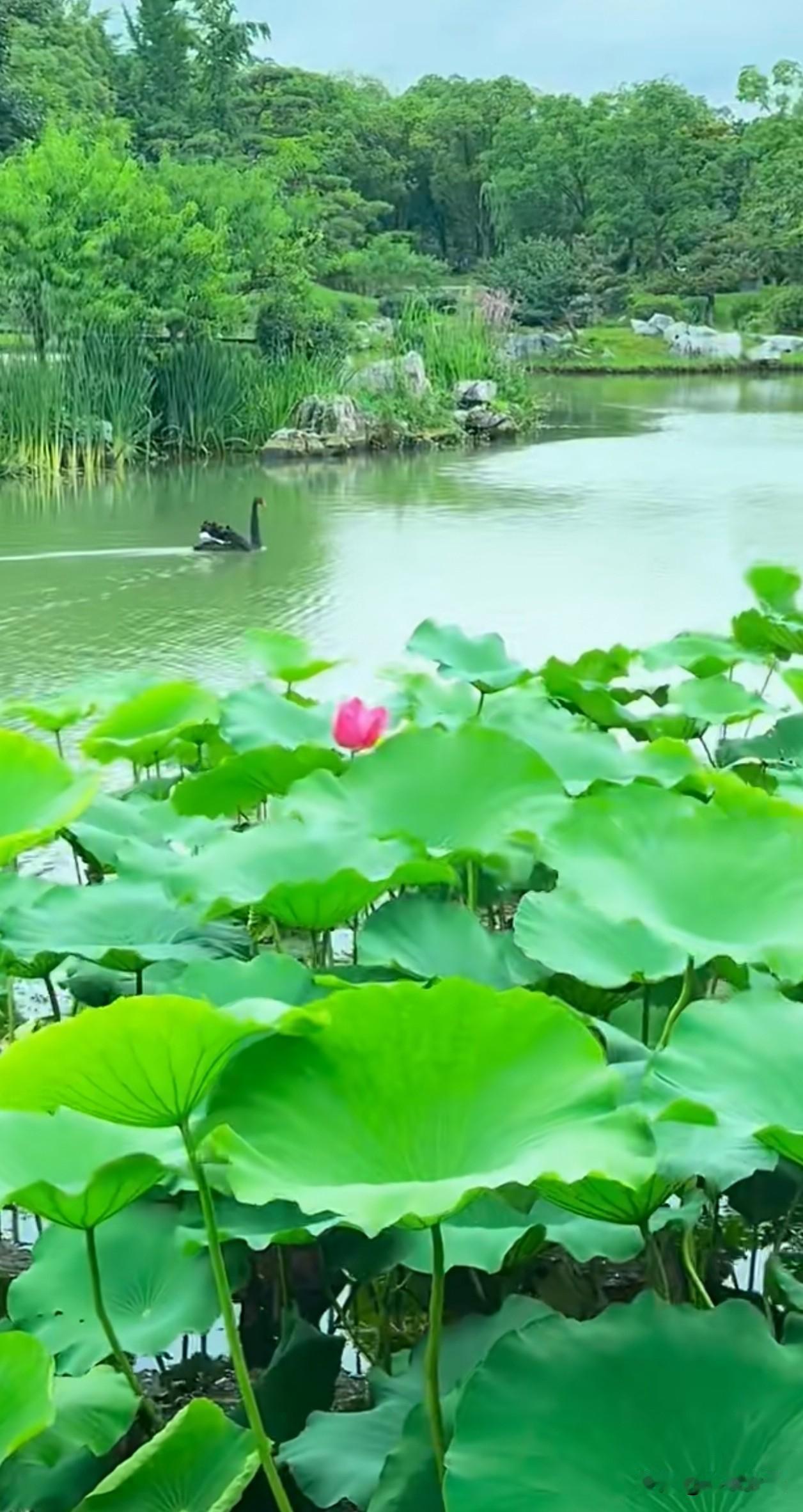 绿荷满塘，天鹅逐水，夏日独有的温柔静谧。
偷得浮生半日闲，一湖清景，治愈半生匆忙