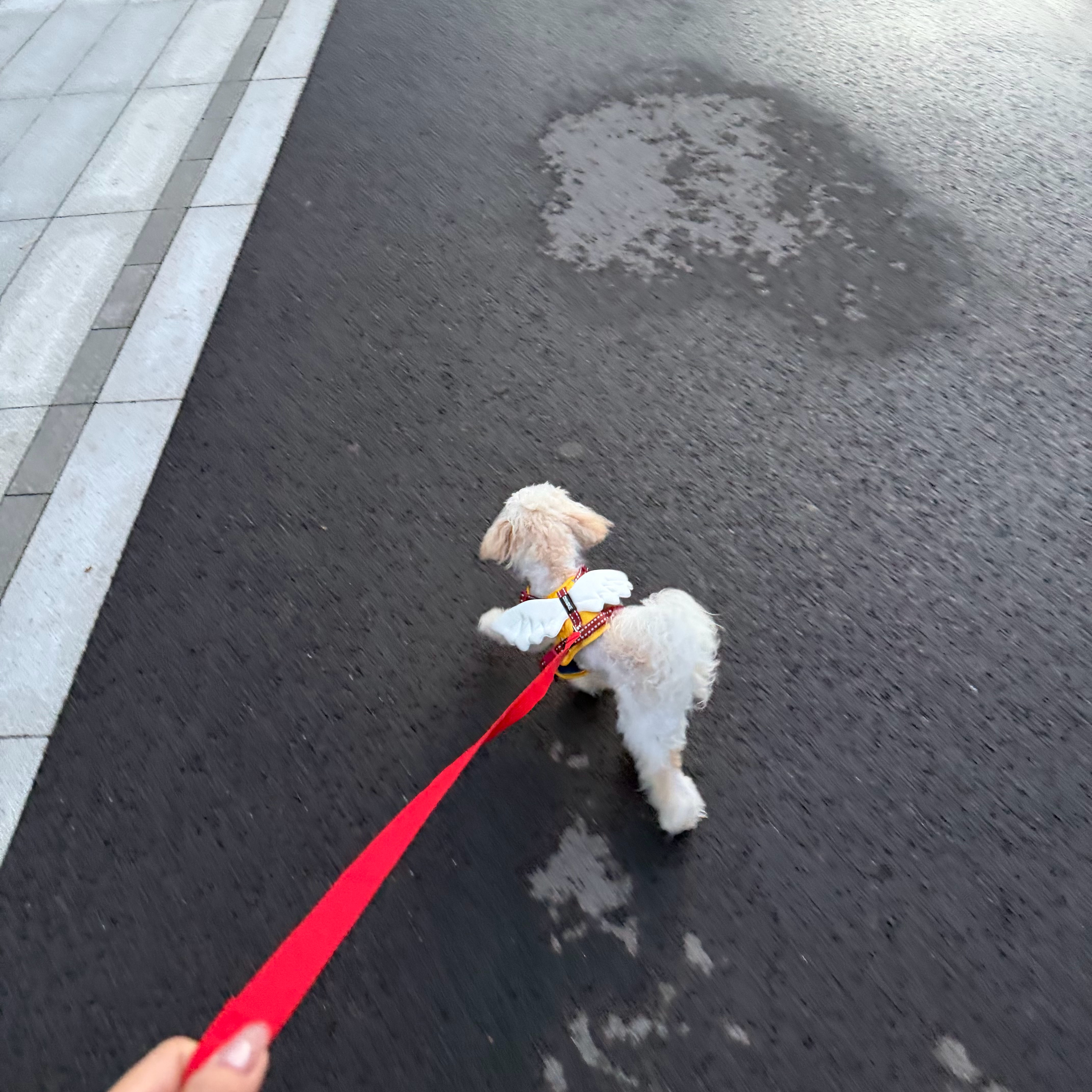 天使宝宝 