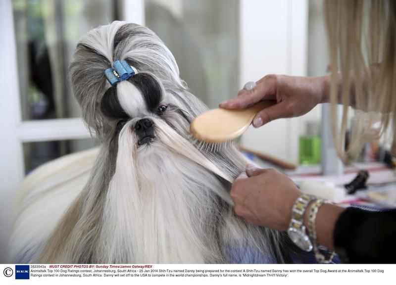 霍思燕带着爱犬在国际比赛夺冠，真的太牛了！12月20日，她一袭红色旗袍牵佩戴红蝴