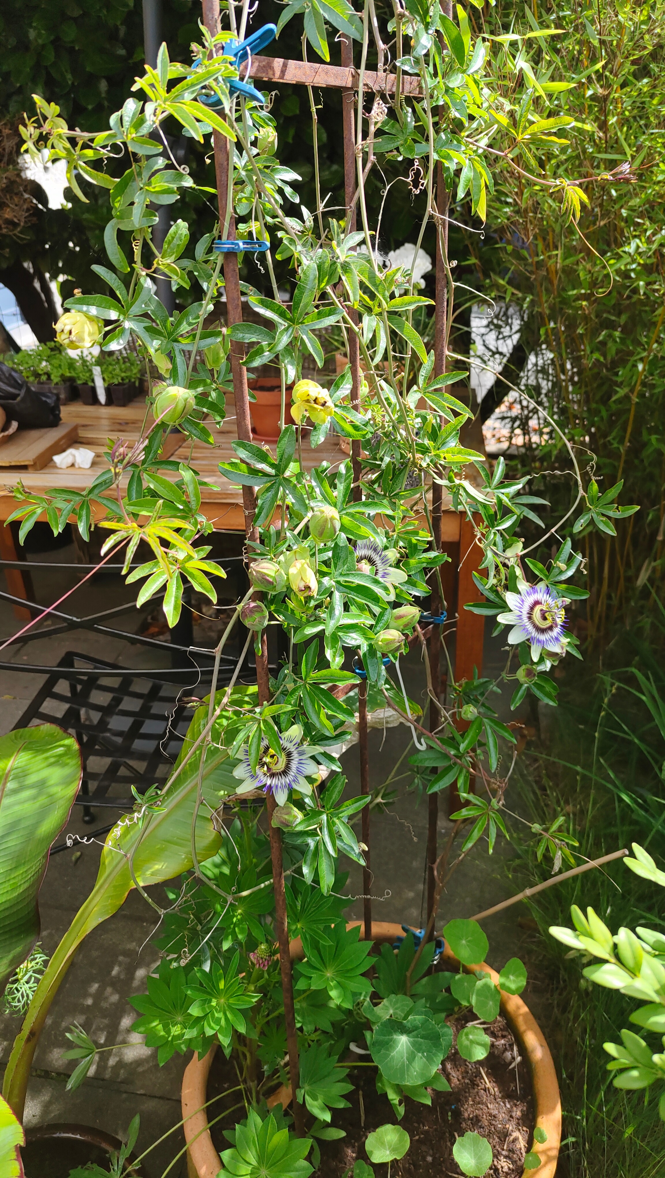 百香果的一朵花就两天的花期，同时有五朵花挺少见。过去的冬季在室内过冬，第一次把百