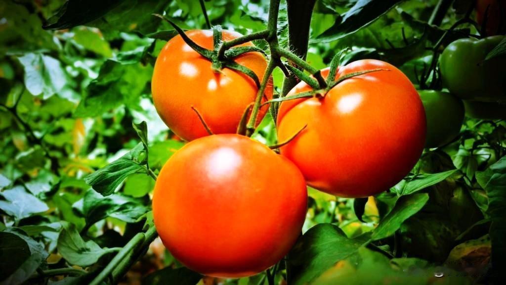 甘肃省武威市
古浪县新堡乡寒意渐浓，但富源新村的日光温室大棚内却暖意融融。
近年