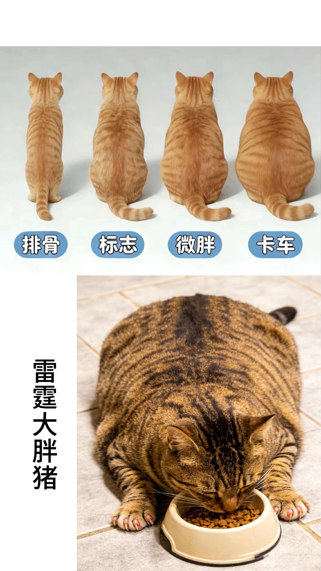2026年猫咪形体标准，你家的是哪种？猫咪 萌宠出道计划