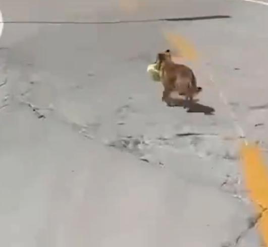 这是谁家养的小狗？地上掉的东西它不吃，专门去叼外卖小哥车上的？！
前不久，甘肃兰