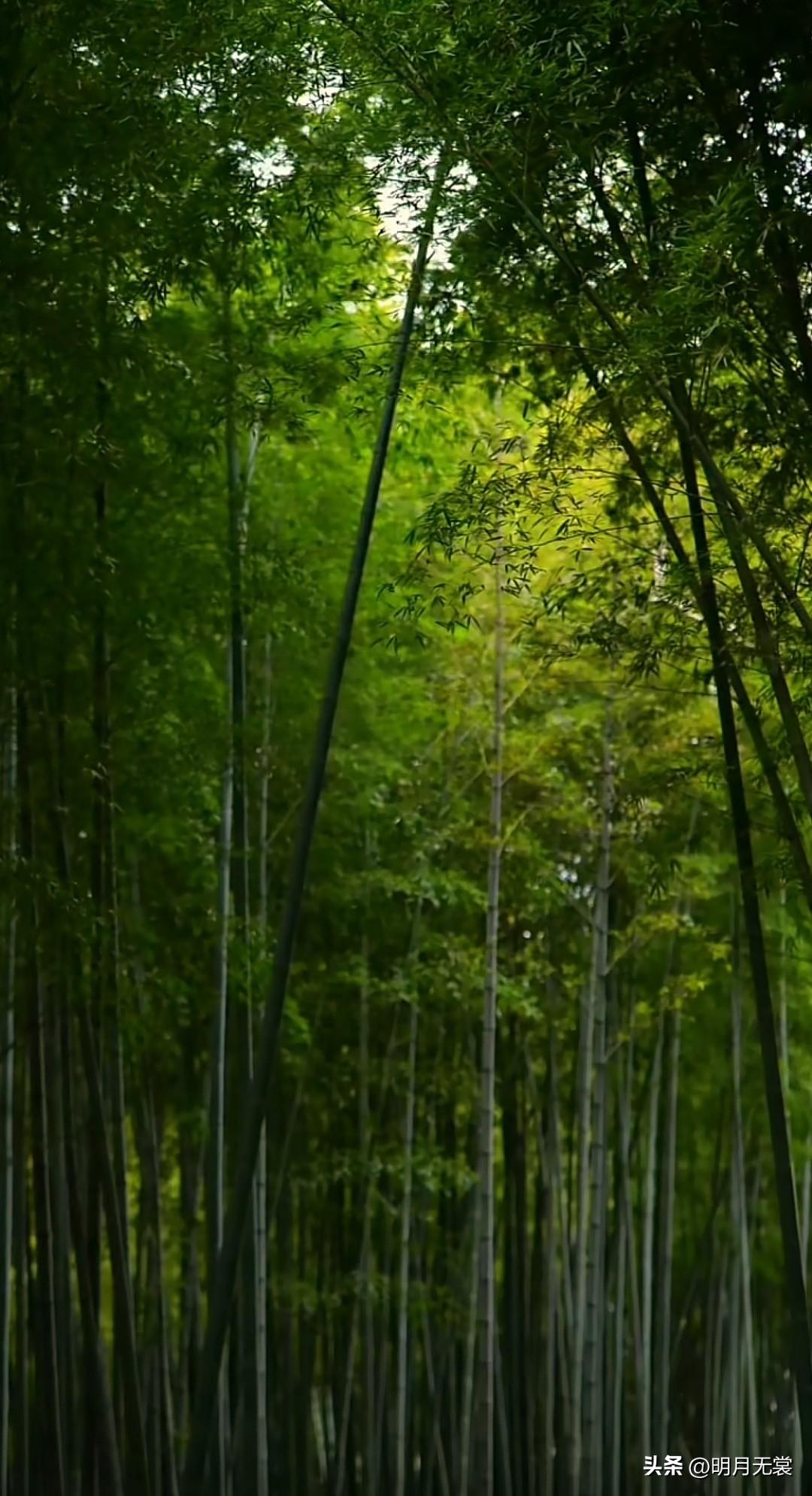 竹林深处，静谧悠然，绿意盎然。