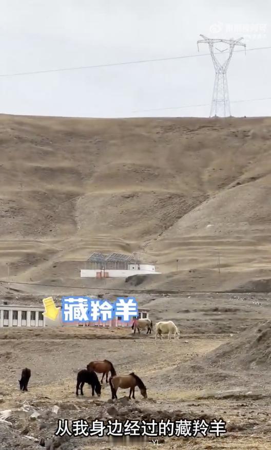 抖音上现在都有神人，简尼夫妇开着一辆第九代雅阁，从苏州一路干到了新疆。10000