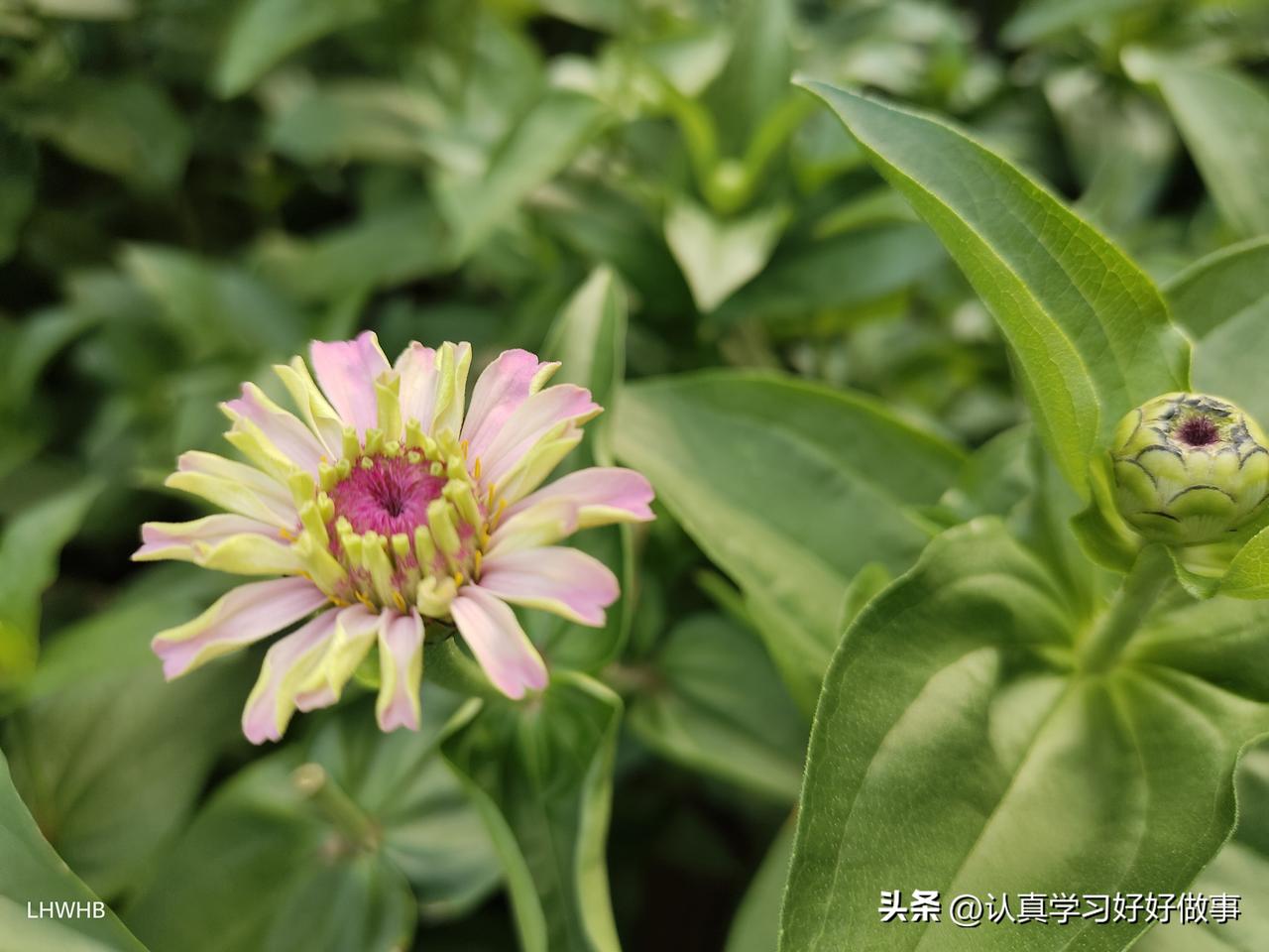 美.不分阶层!虽然我们是最普通和常见的花，可依然魅力无限.生机勃勃.给夏季带来清