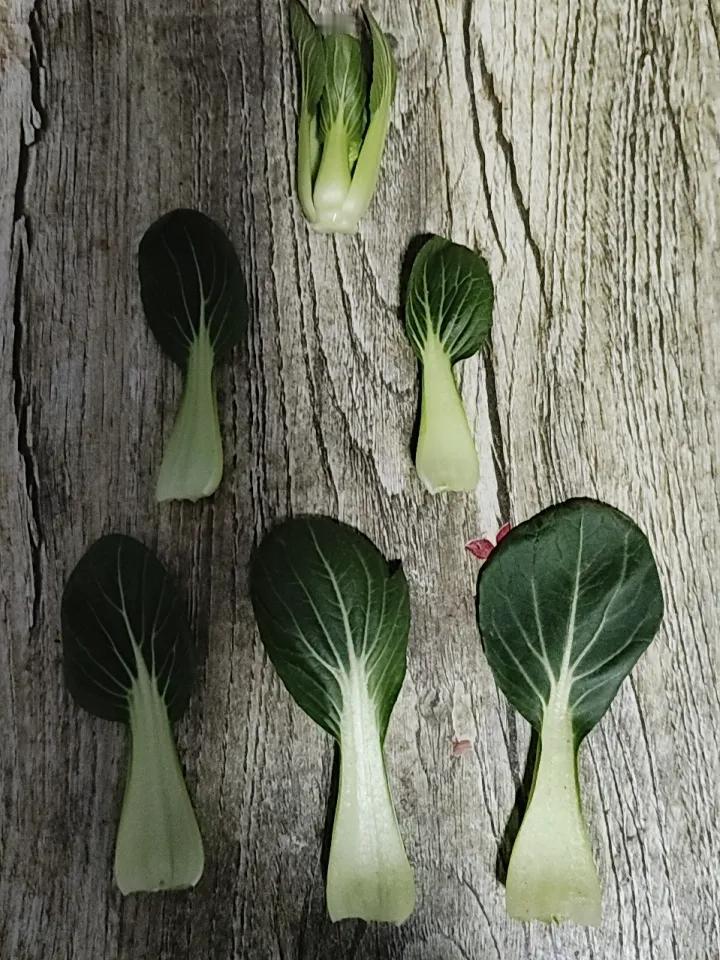 菜叶的疯狂
最近好多友友发上几片绿油油的菜叶有几十万展示，给了几万的阅读和几千的