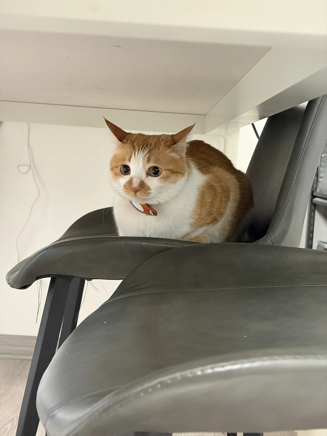 尾巴夹紧➡️地上打滚儿