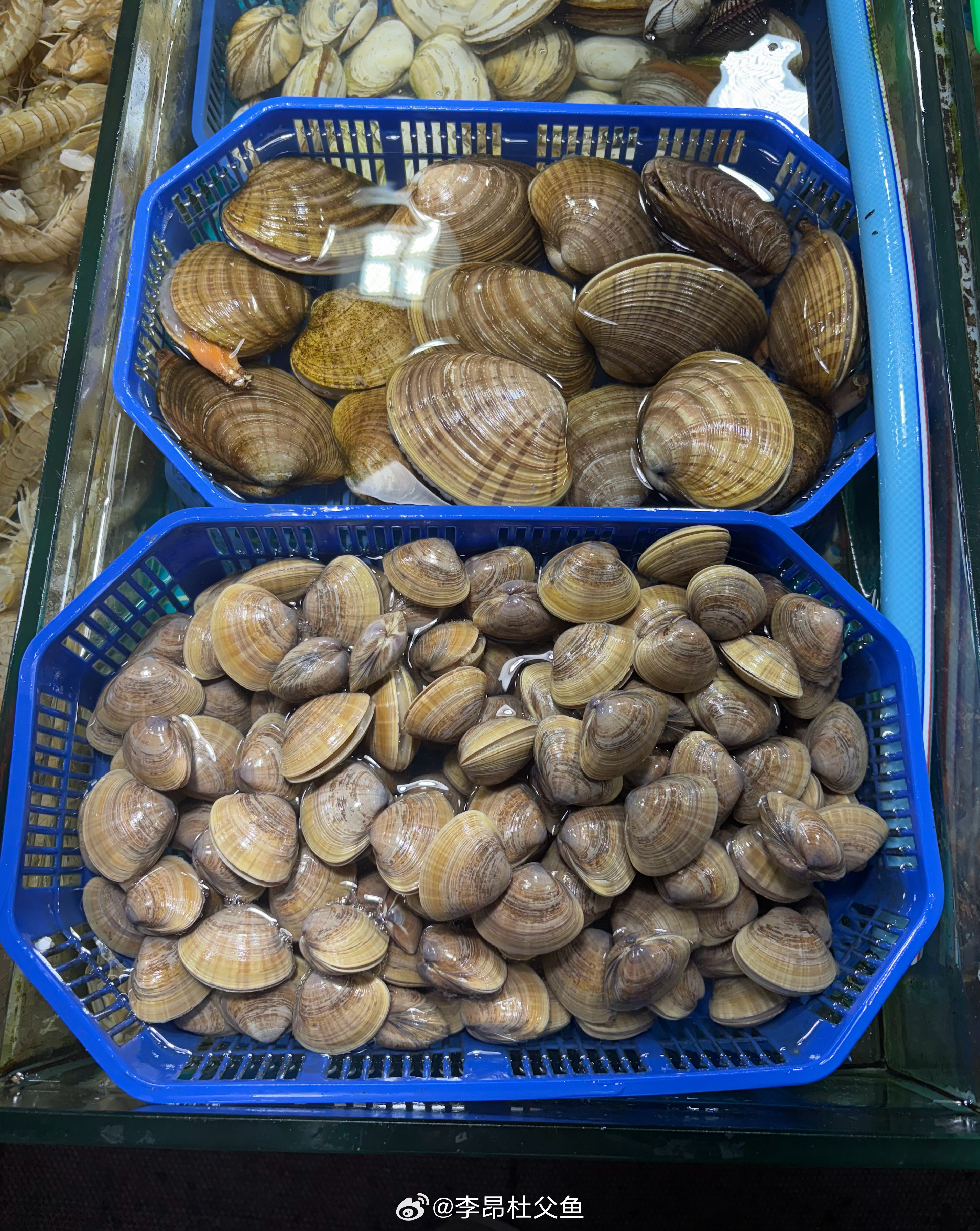 “文贝”（“黄金贝”） & “黄蚬子”。前者可能来自朝鲜进口，疑似为 短管仙女蛤