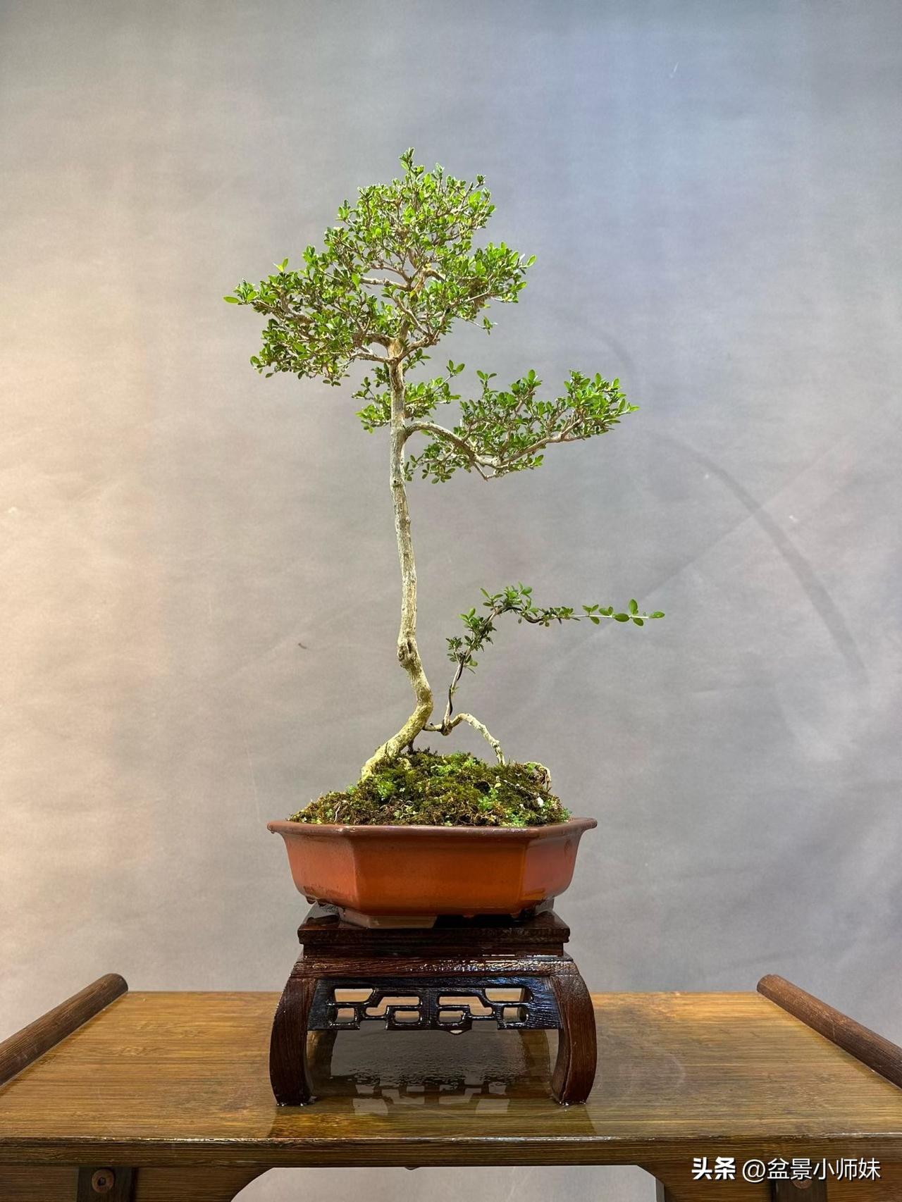 油性满天星，精品桌面盆景白花满天星