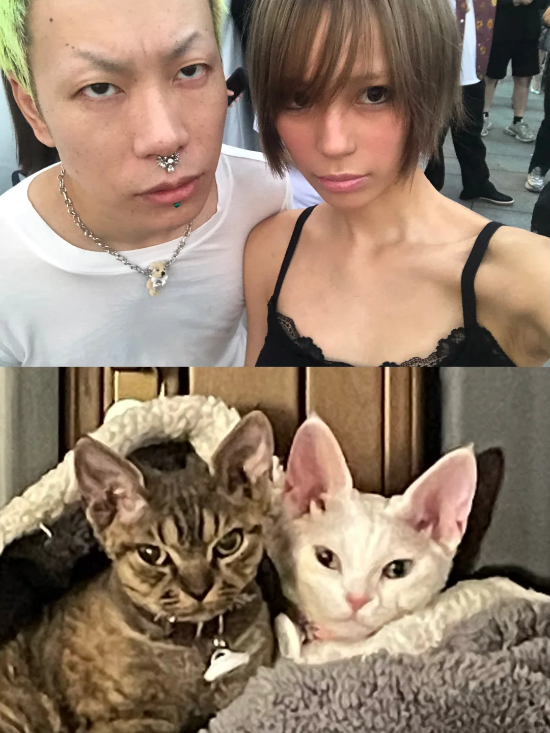 嗯？🐈🐈‍