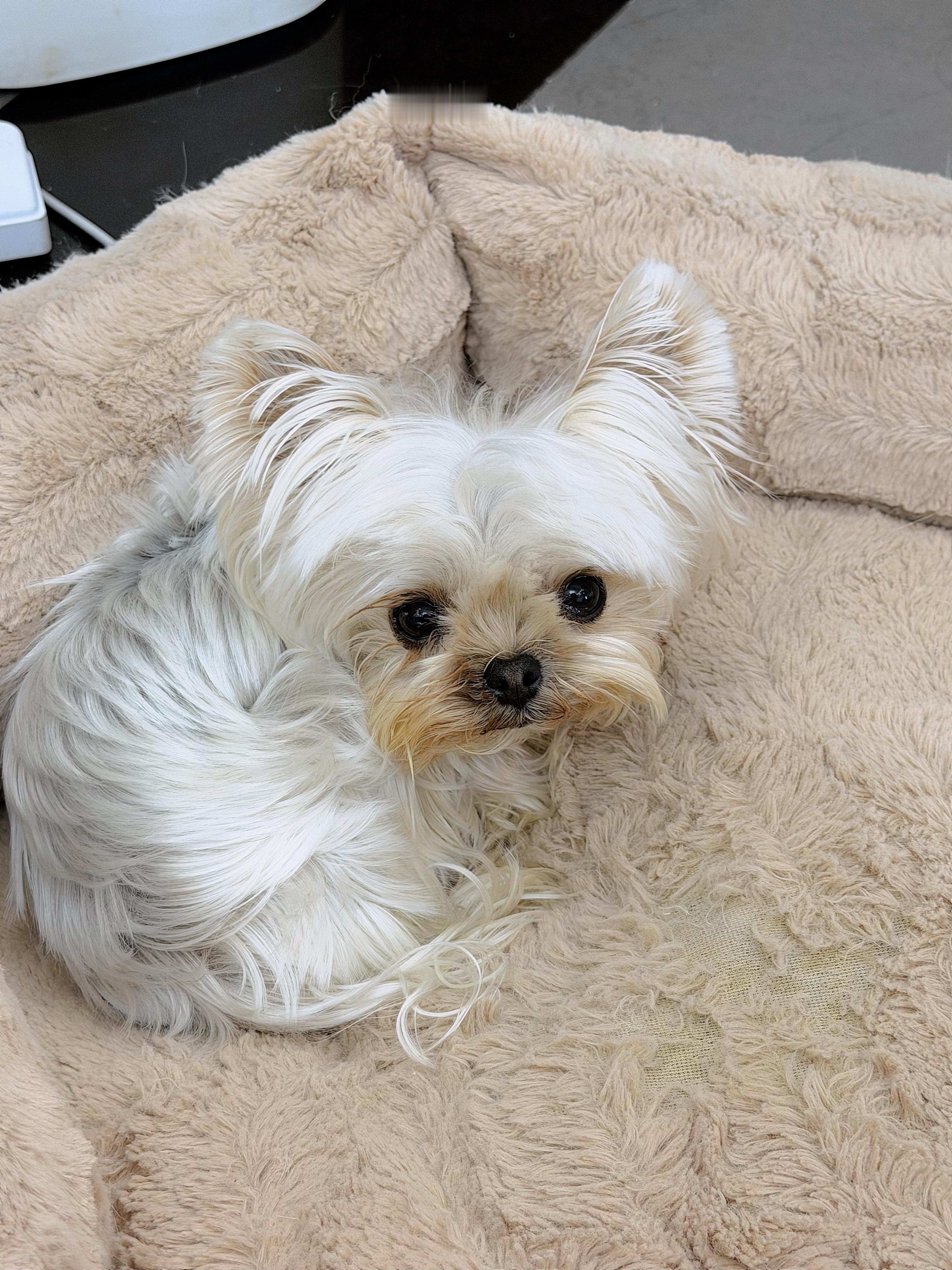 好无辜的小狗狗 