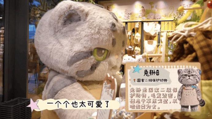 曹恩齐在上海和濒危猫猫开店治愈感直接拉满✨曹恩齐来到上海化身守护官，助力由雪豹、