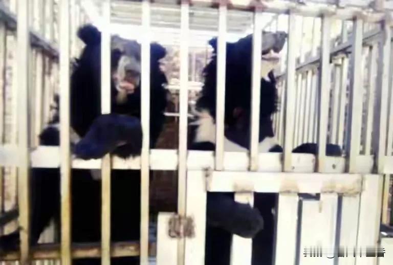 泰国军队清理柬埔寨一处赌场时，竟发现了令人揪心的一幕。原本该是灯光闪烁、赌客云集