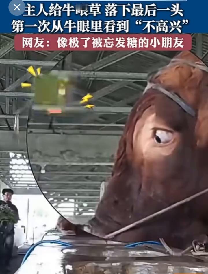 主人给牛喂草落下最后一头，第一次从牛眼里看到"不高兴"。
网友：像极了被忘发糖的