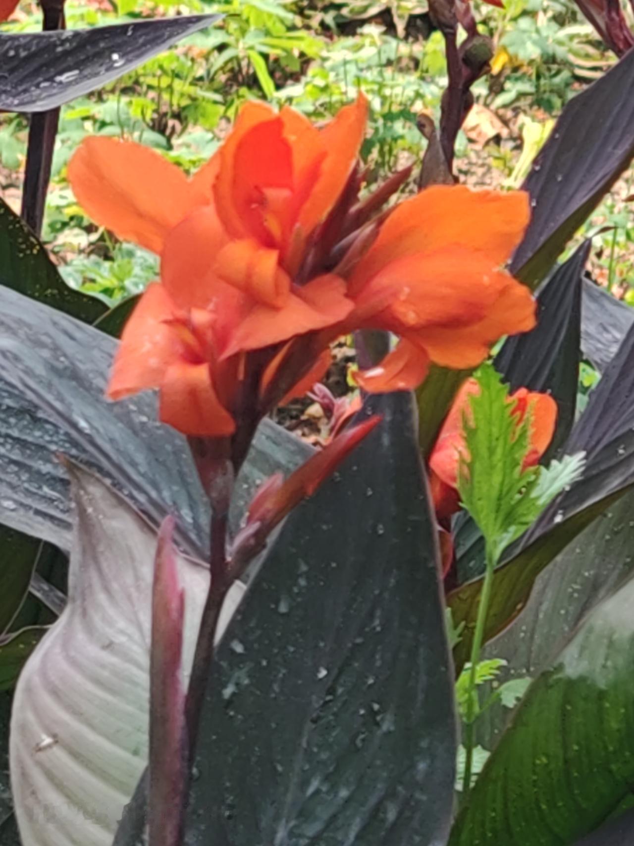 橙花绿叶映红艳，芳香四溢入画屏。北京通州大运河森林公园里花很漂亮