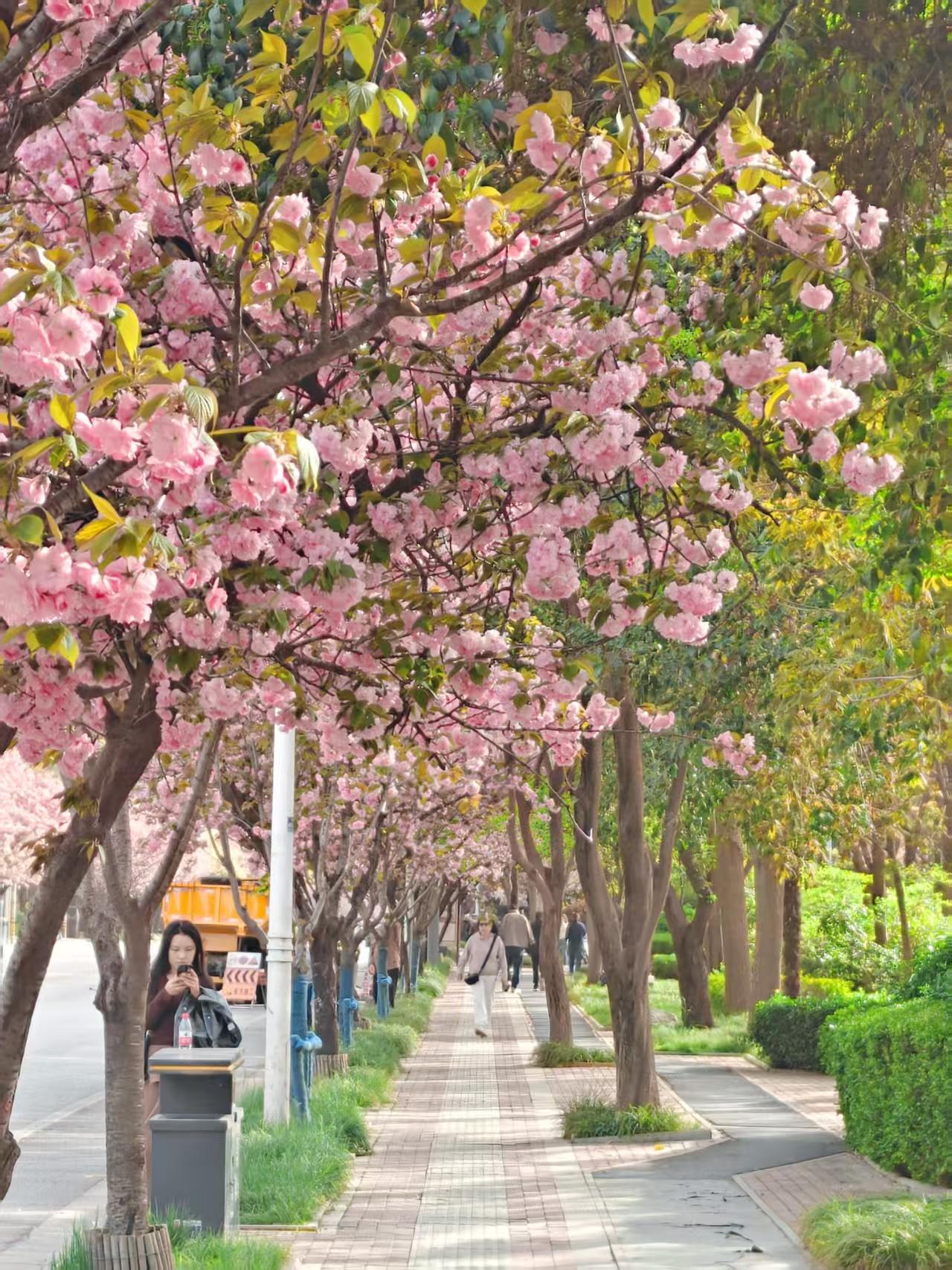 西安的春天，一半是古都厚重，一半是樱花浪漫🌸。

在高新区科技二路，一条近2公
