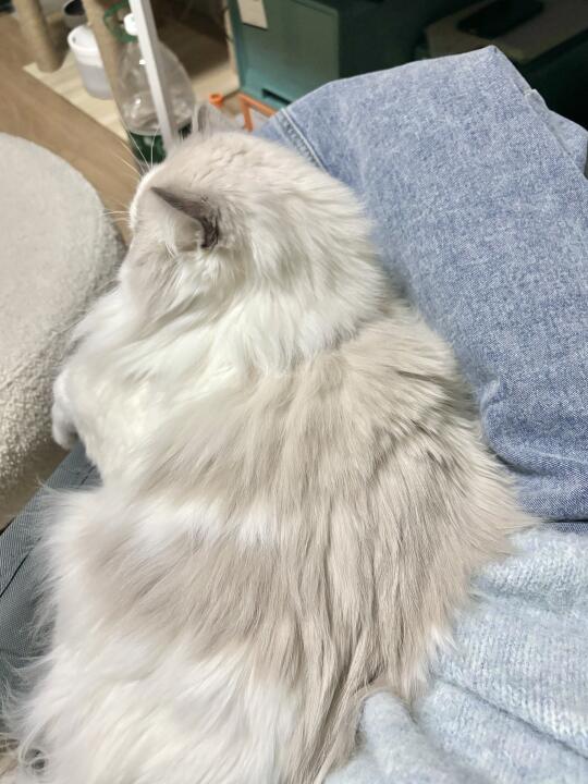 真的有小猫睡觉都要抱着的吗