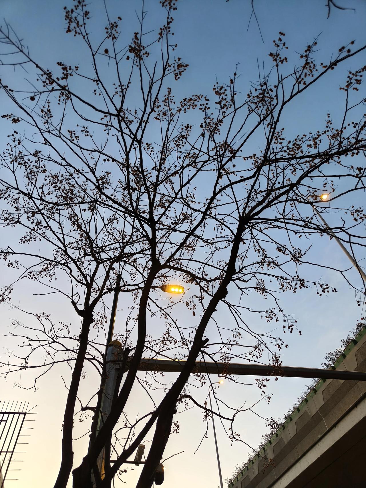 下班路上随手拍实景图分享！

今天稍微早点，天好没有完全黑~

无患子树上果实累