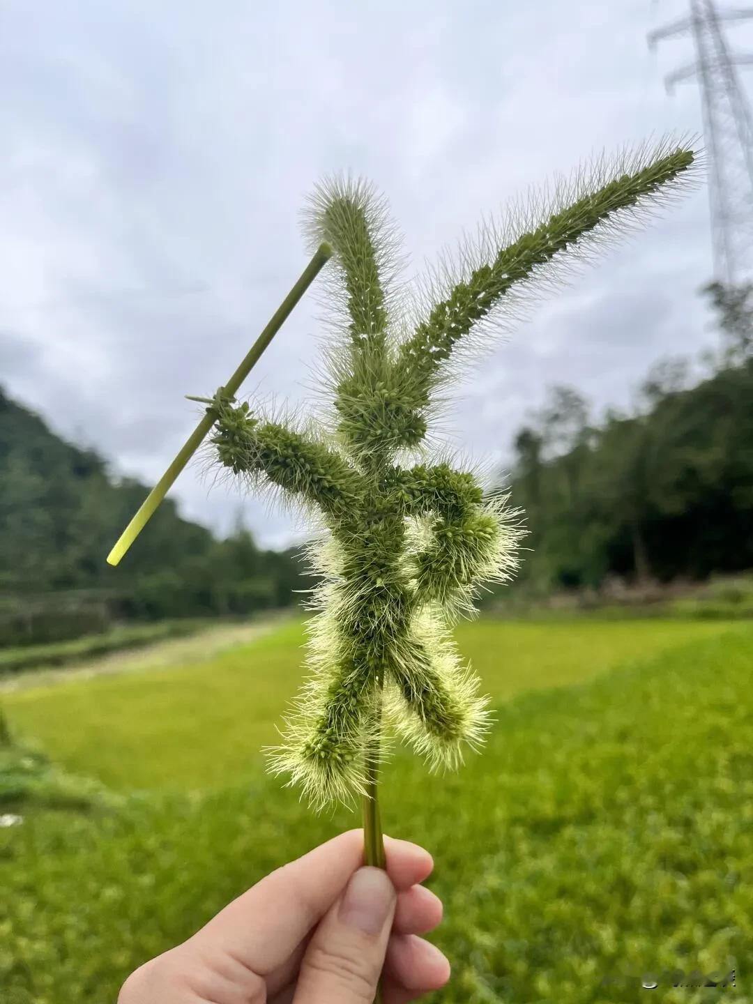 莫言说：“盼你变好的，是父母；怕你太好的，是亲戚；想你倒霉的，是同事；劝你大度的