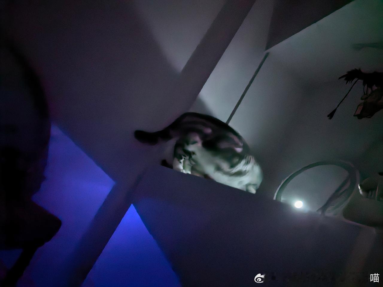 49405【心灵丑】午夜凶喵 