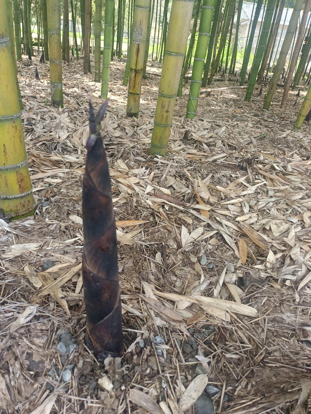 露天烧纸屡禁不止，这事儿挺让人头疼。从传统文化角度看，烧纸是祭祀习俗，但它存在不