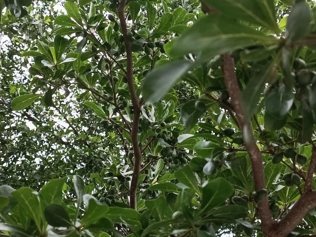 晒出和相机里的大自然
散散步，大树下
乘乘凉，吹吹风
接触大自然
心情豁然开朗