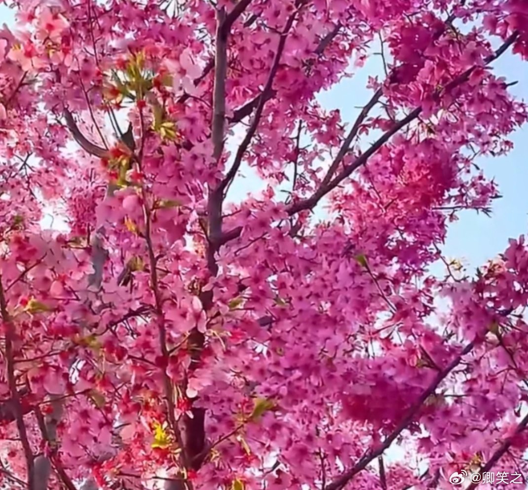 武汉的樱花开到了新疆穿越半个中国带你看武汉樱花哇塞！武汉的樱花坐了个长途旅行，一