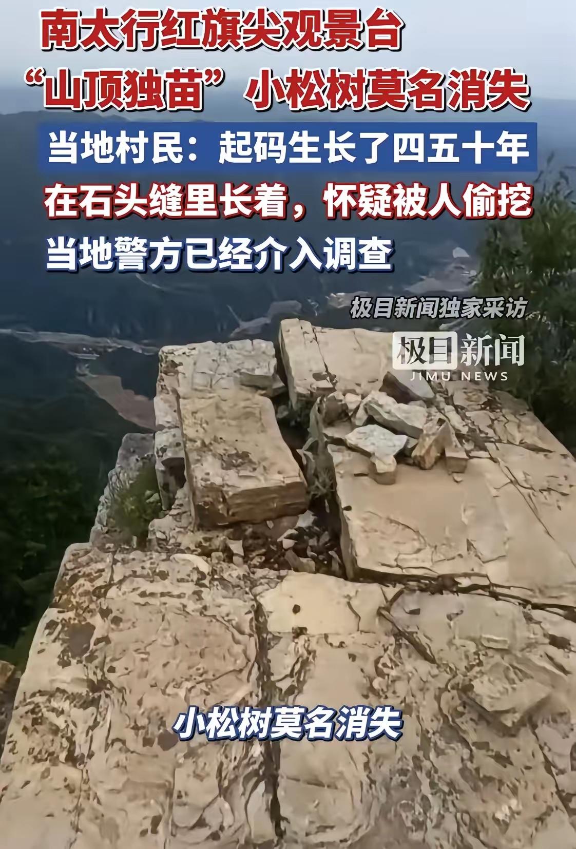 这样难生长的独苗小树，是谁如此忍心偷挖走呢？在这样无土的石头缝中，挖走就是让树丢
