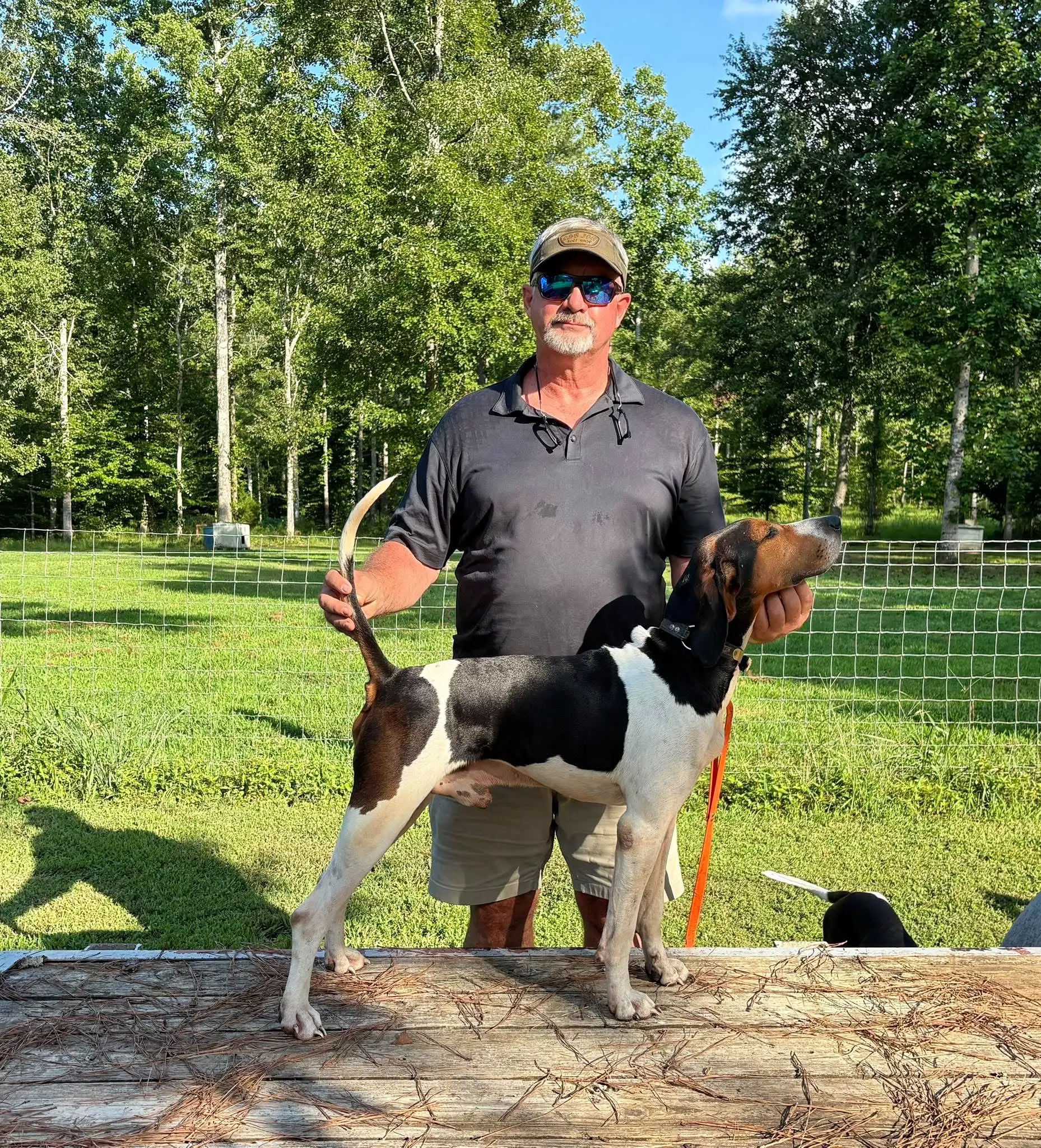 乔治亚州一位专业繁殖沃克猎犬的繁育人。把你们沃克猎犬发出来看看🤔。