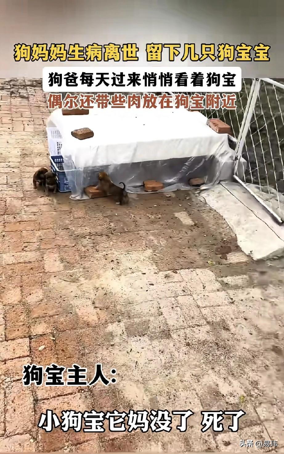 泪目了！一位大叔养了一只狗妈妈，后来狗妈妈和村里的一只狗爸爸生了几只小奶狗，可遗