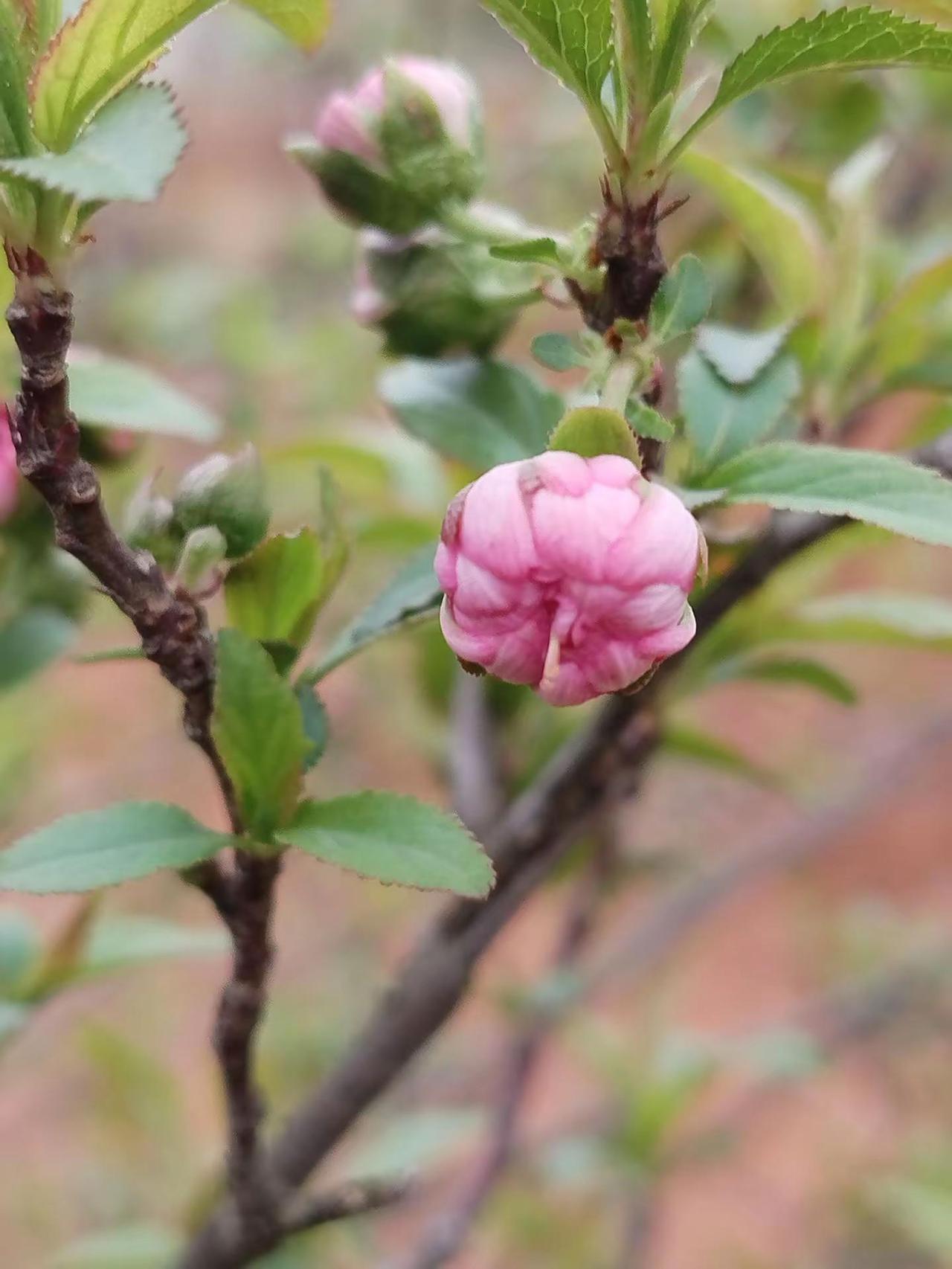 读你千遍也不厌倦，静待二度梅花开！就喜欢这种她的灵气，她的秀美、精致，优雅又不那