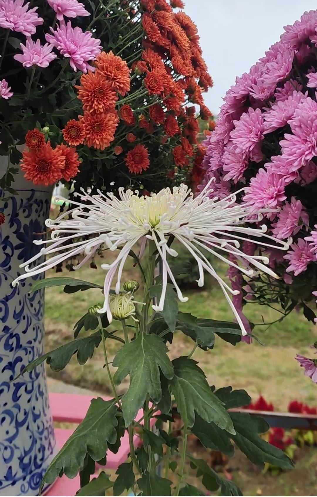 下联：风摇菊径月光寒

赏析：上联“霜染枫林”以视觉绘秋色之浓烈，下联“风摇菊径