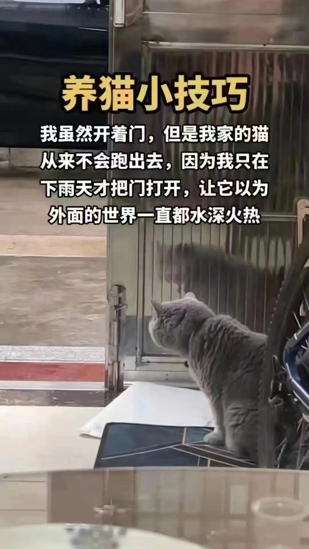 有道理，这个养猫技巧很实用[强]
